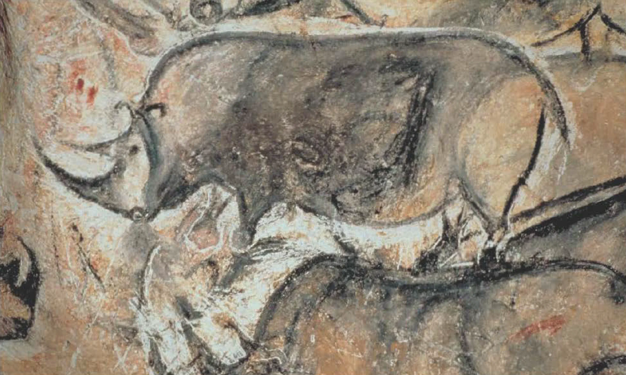 носорог, пещера Шове